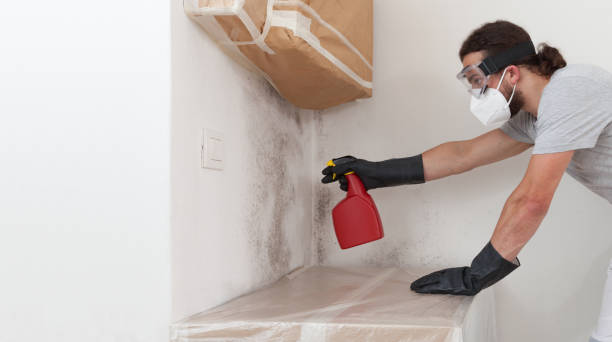 Professional Basement Mold Remediation technician working in Bladensburg, MD