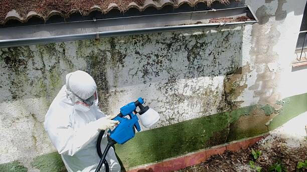 Top rated local Basement Mold Remediation specialists in Bladensburg, MD